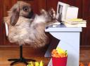 Osterhase1.jpg
