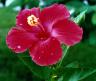 feg_hibiscus.jpg